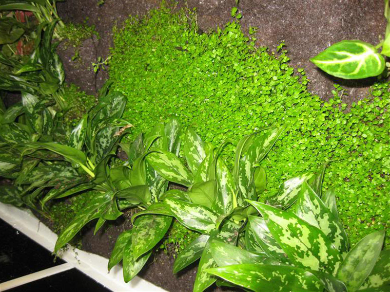 植物墙施工工艺图解