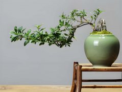绿植为什么深受商业空间青睐？